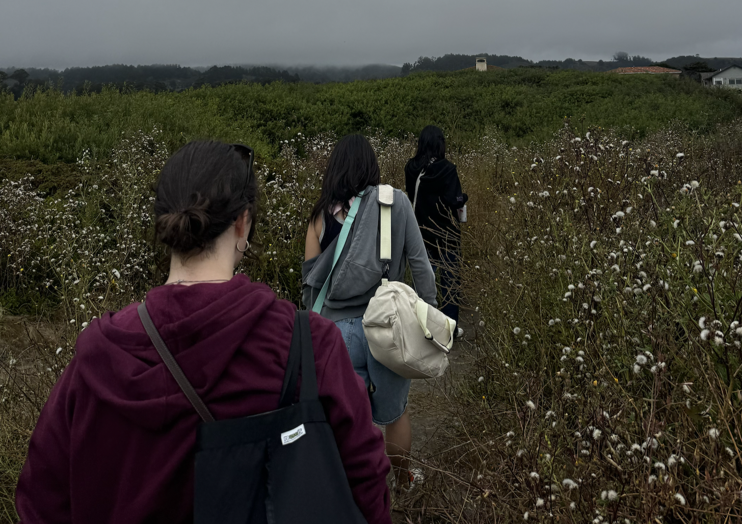 Three people walking through a field of flowers on a dreary gray day.